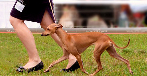 Italian greyhounds Sunnymoon Place