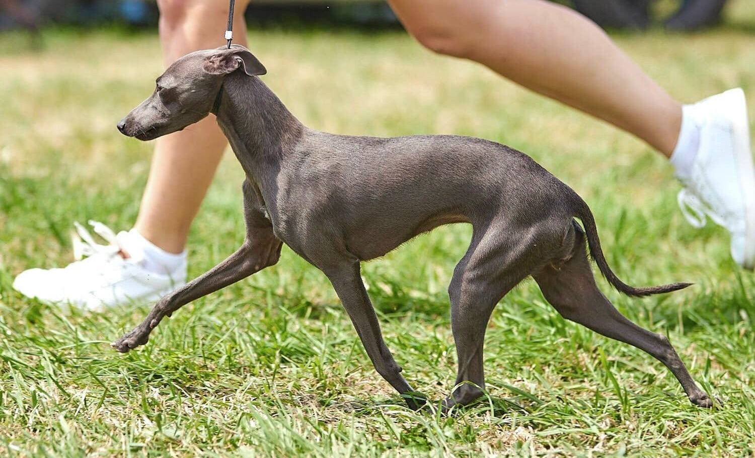 DaLilla Sunnymoon Place / Italian Greyhound / Левретка