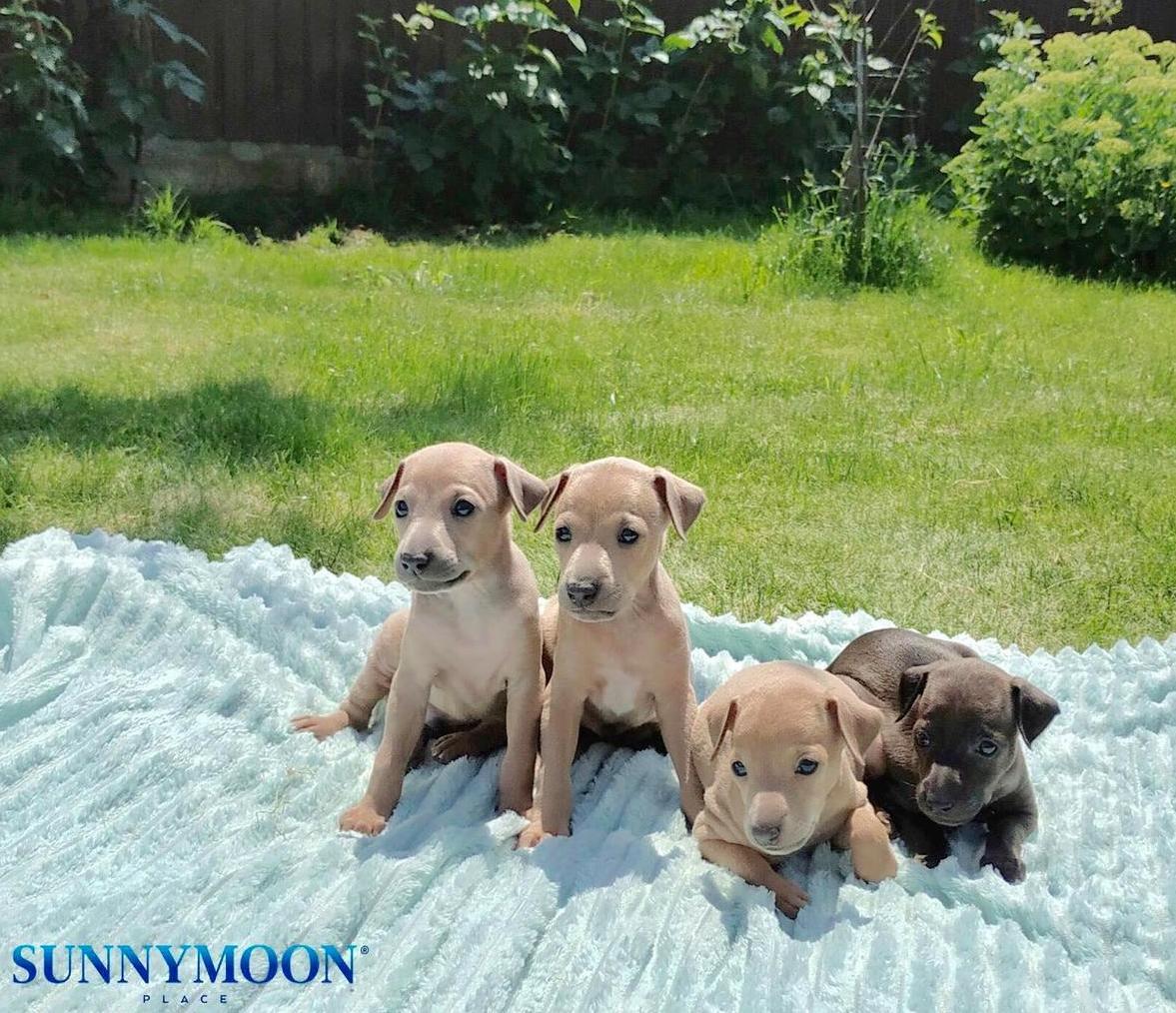 Buy Italian Greyhound puppy / Купить щенка левретки. Киев. Украина