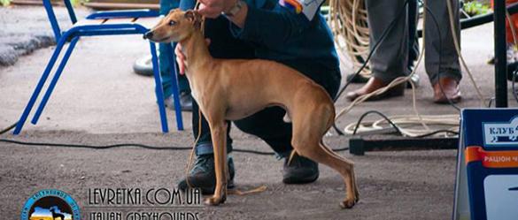 italian greyhound Sunnymoon Place 