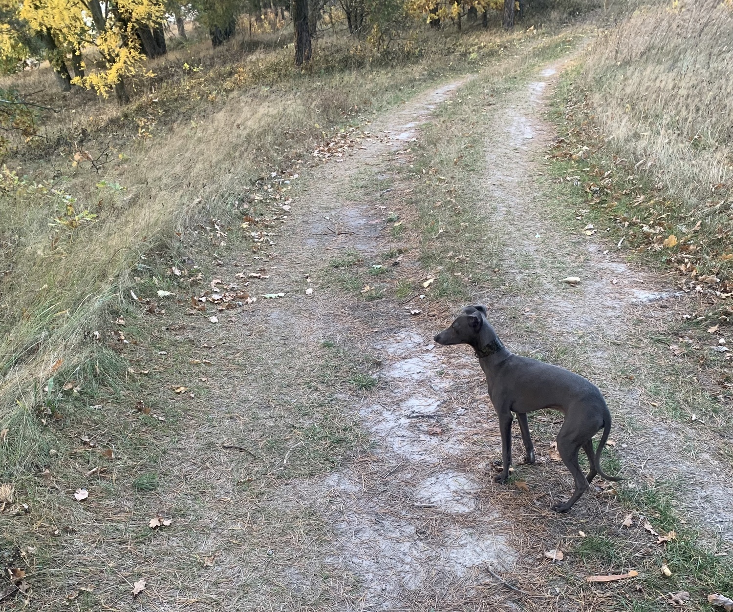 Приучение левретки к туалету