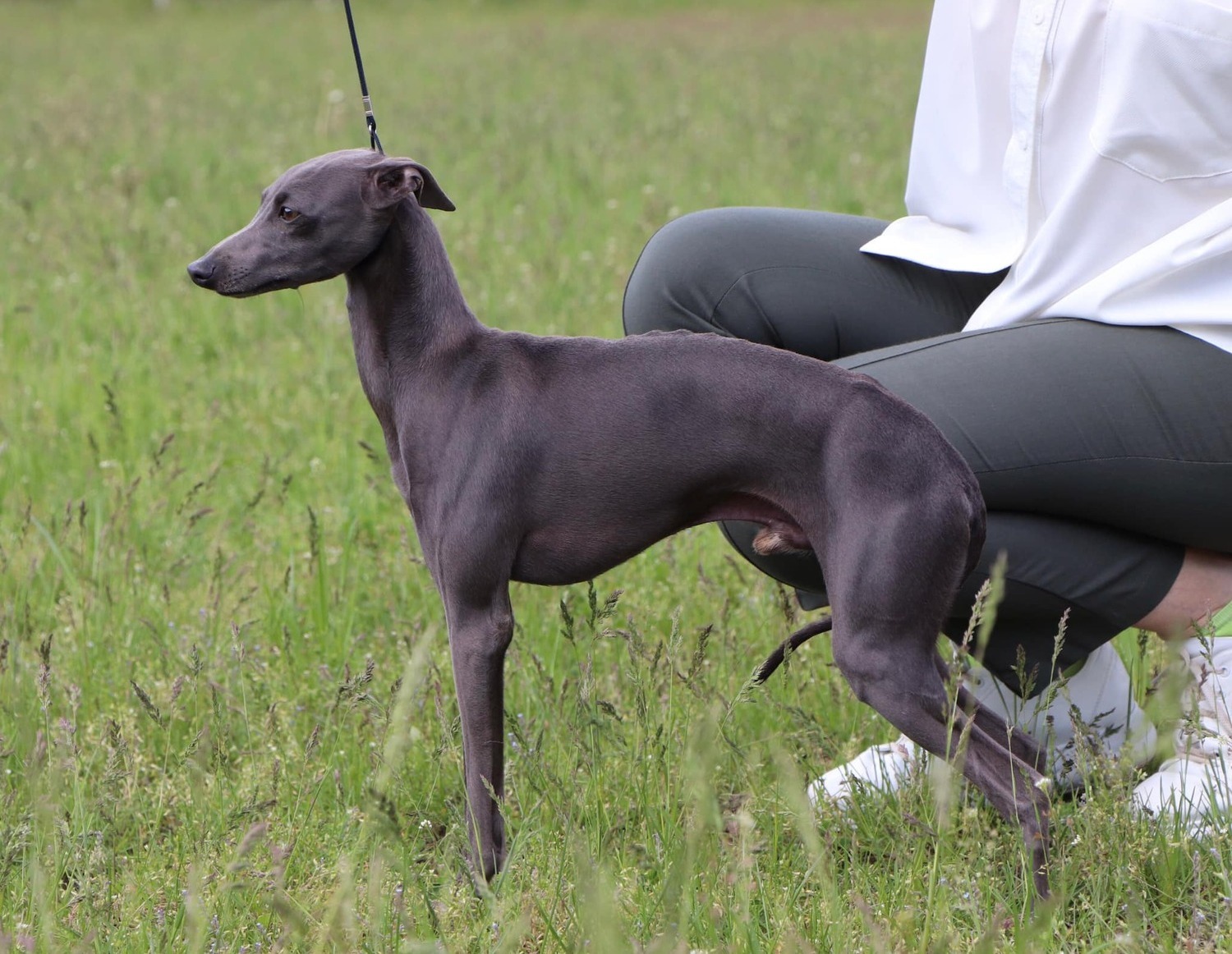 Vanessa Sunnymoon Place / Italian Greyhound / Левретка